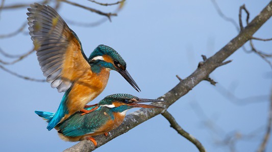 Einblicke in die Lebensweise des Eisvogels