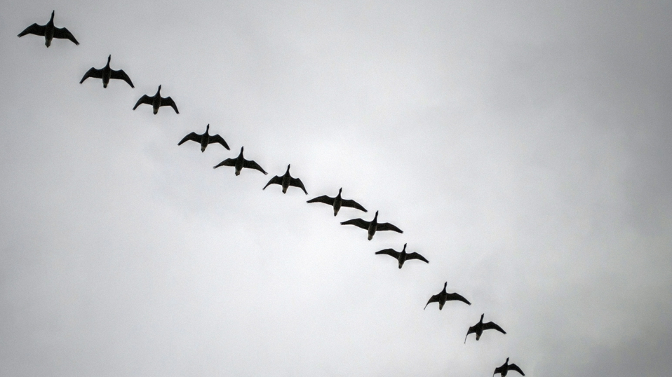 Zugvogelbeobachtung