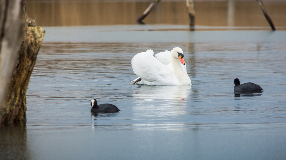 Wasservogelzählung