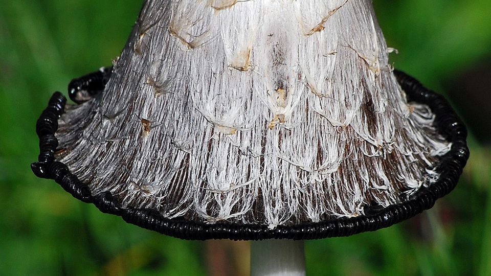 Geführte Pilzwanderung: Rund um den Schwerterweg