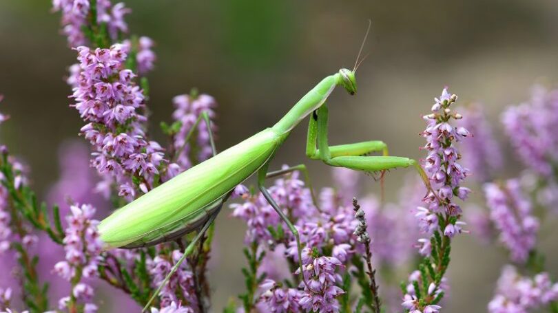 Rückblick auf die entomologische Saison 2025