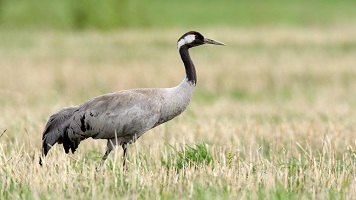 Tadschikistan – Tierwelt und Flora im Turkestan