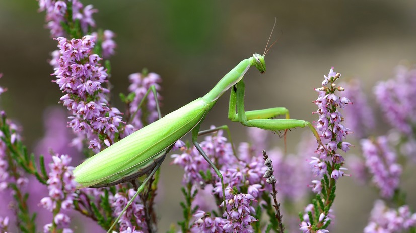 Wechselbeziehungen zwischen Insekten und Mollusken