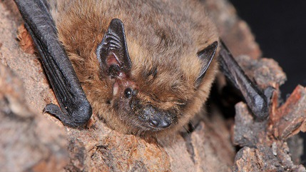 Fledermaus-Exkursion im Großen Garten