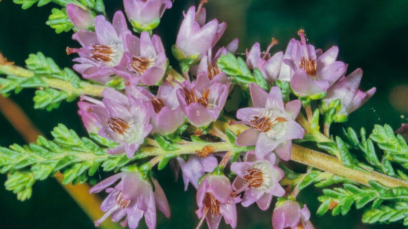 Gartenführung Heidekrautgewächse (Ericaceae)