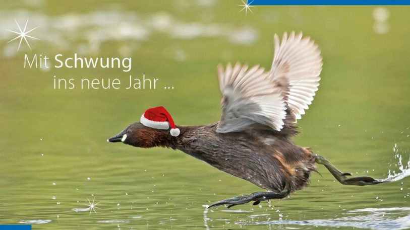 Vögel von bunt bis grau