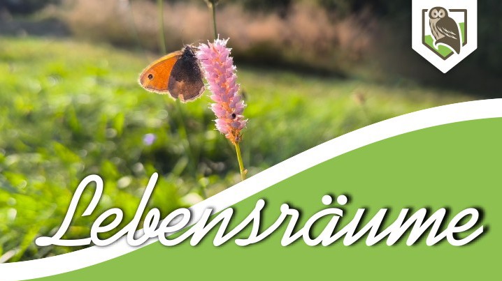Lebensräume – Insektenschutz im eigenen Garten