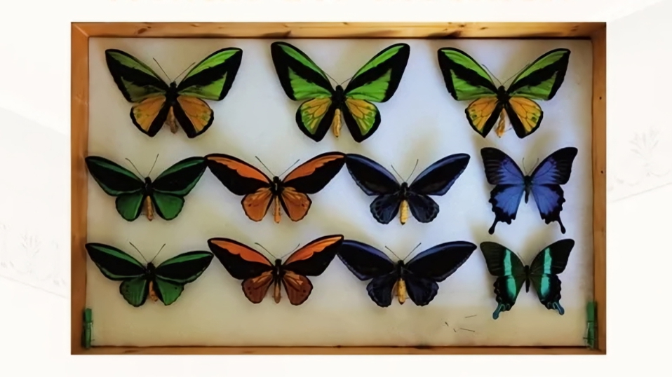 Die schillernde Vielfalt der Insekten