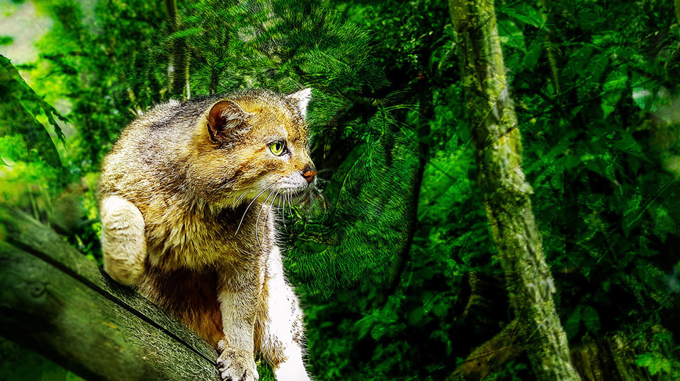 Dialogforum: Wildkatzenwälder von morgen