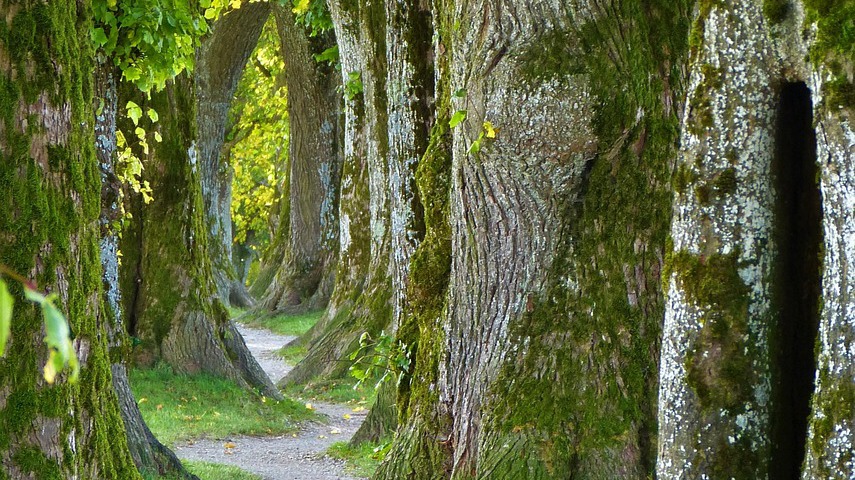 Baumartenvielfalt im Wald