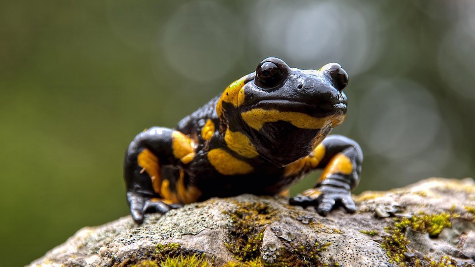 Der Feuersalamander – kleiner Lurch mit Warnweste