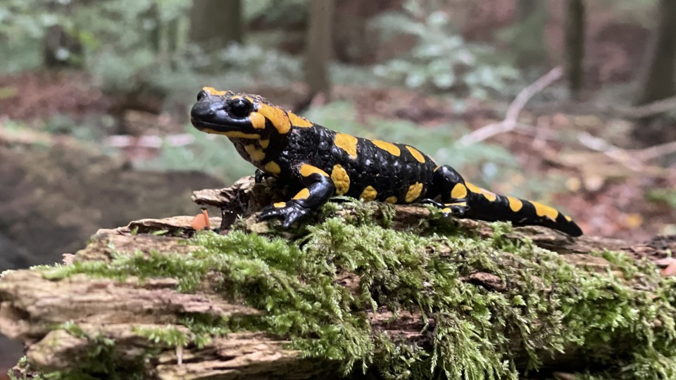 Der Feuersalamander - kleine Lurche mit Warnweste