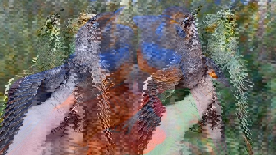 Wissenschaftliche Vogelberingung im europäischen  Vogelschutzgebiet „Limbacher Teiche“.