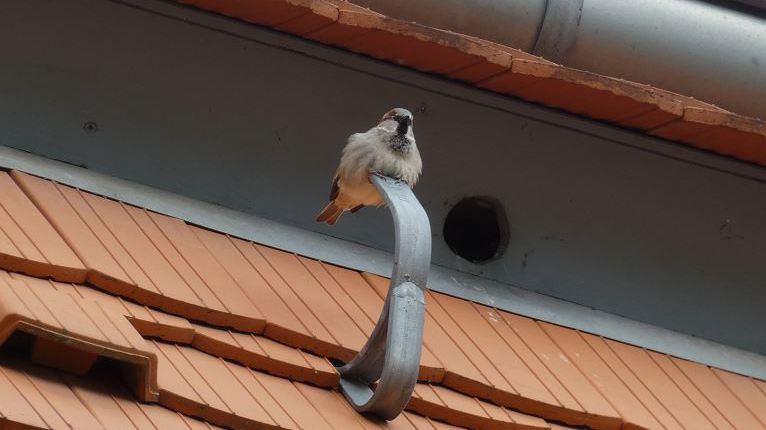 Seminar Artenschutz am Bau