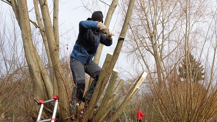 Kopfweiden am Kaitzbach schneiden