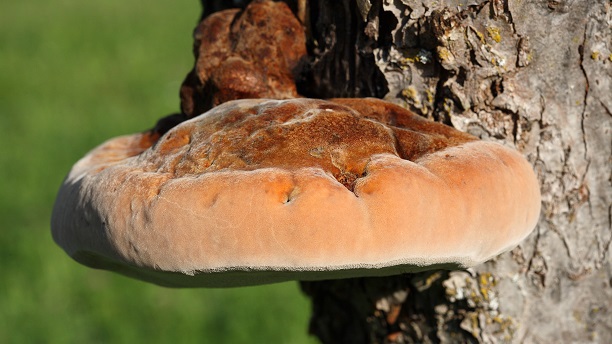 Rostpilze – verkannte Schönheiten