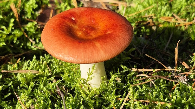 Schimmelpilze und Metabolite - Fluch oder Segen?