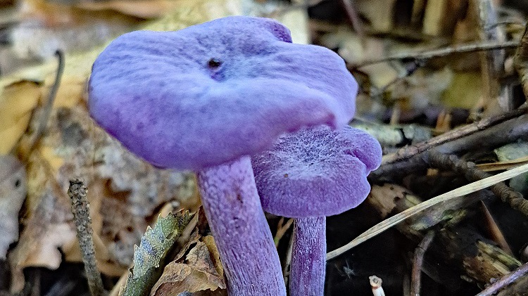 Baumpilze - Lebenszeichen im Winterwald