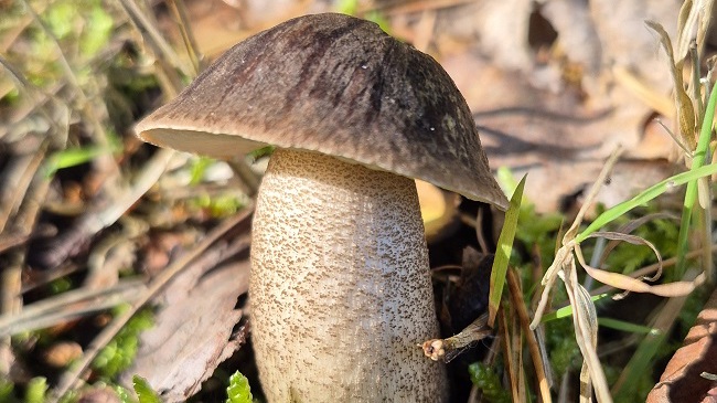 Baumpilze – Workshop für Frauen