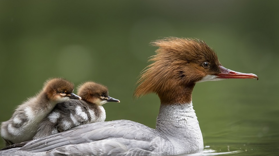 NABU-Fachgruppen stellen sich vor - FG Ornithologie Dresden