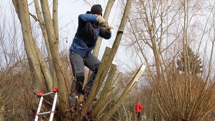 Obstbaumschnitt und -pflege um Mockritz