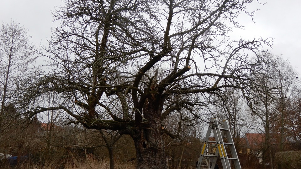Nistkästen reinigen im Nöthnitzgrund