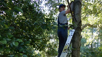 Heckenpflege im Nöthnitzgrund
