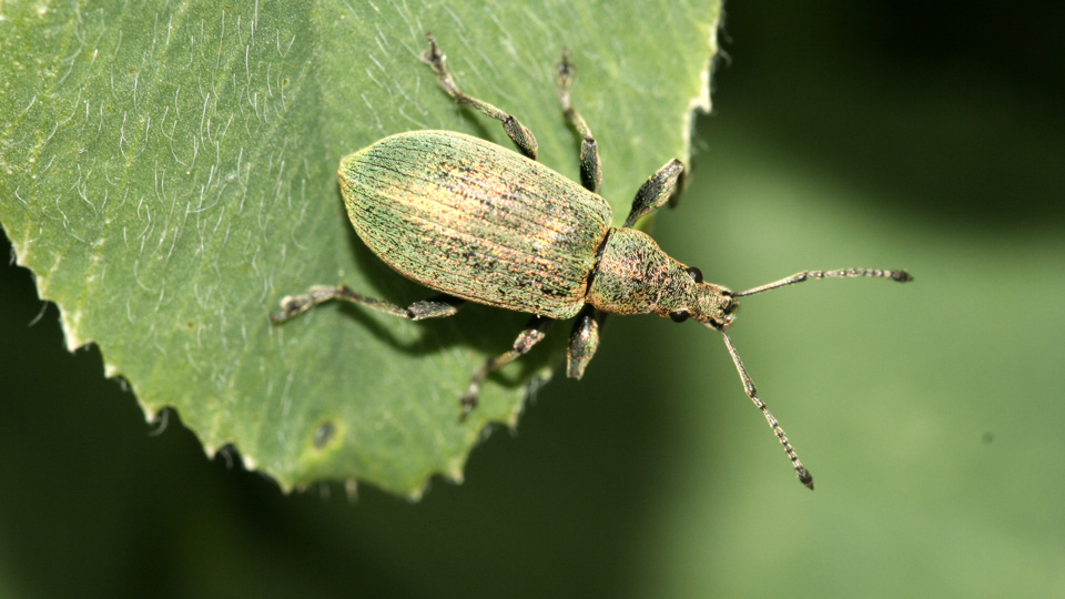 Erforschung der Käferfauna der Königsbrücker Heide