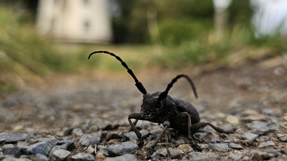 Neues über Spanner in Sachsen