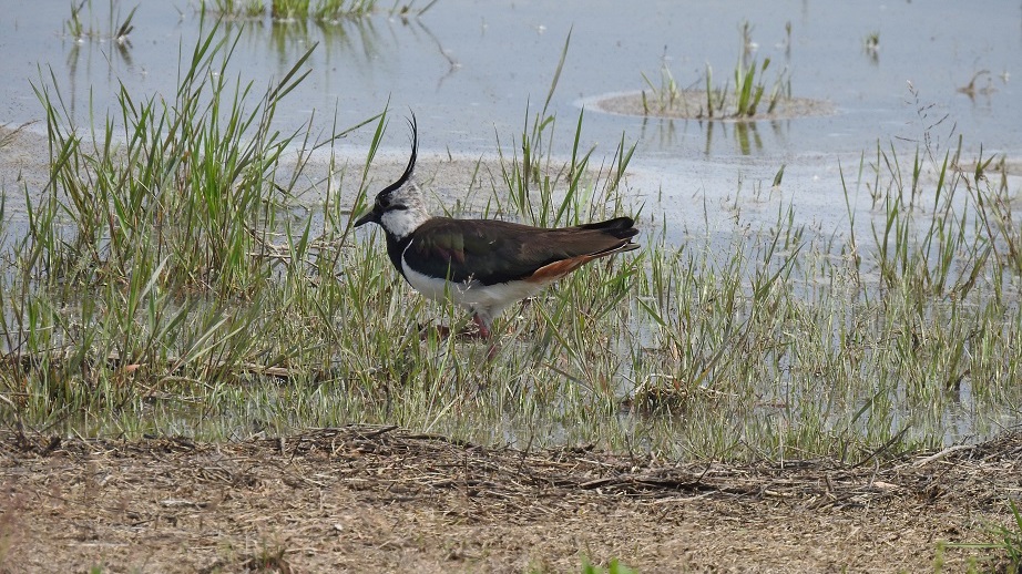 Tolle Holle, aber heimatlos – Ist der Kiebitz noch zu retten?