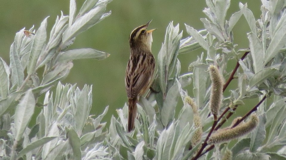 Wo Seggenrohrsänger und Schreiadler zuhause sind