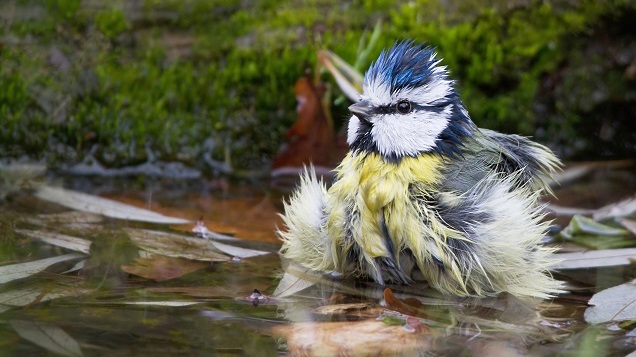 Vogelschlagrisiko durch Gewässer in der Nähe von Flughäfen