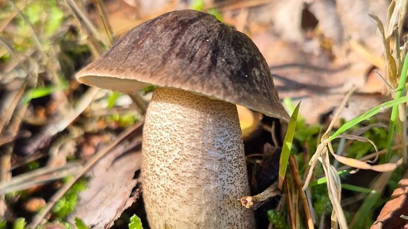 Bemerkenswerte Pilzfunde der Fachgruppe im Jahre 2026, Teil 2