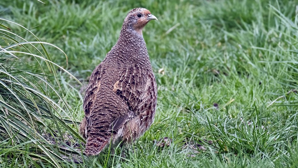 Der Vogel des Jahres 2026