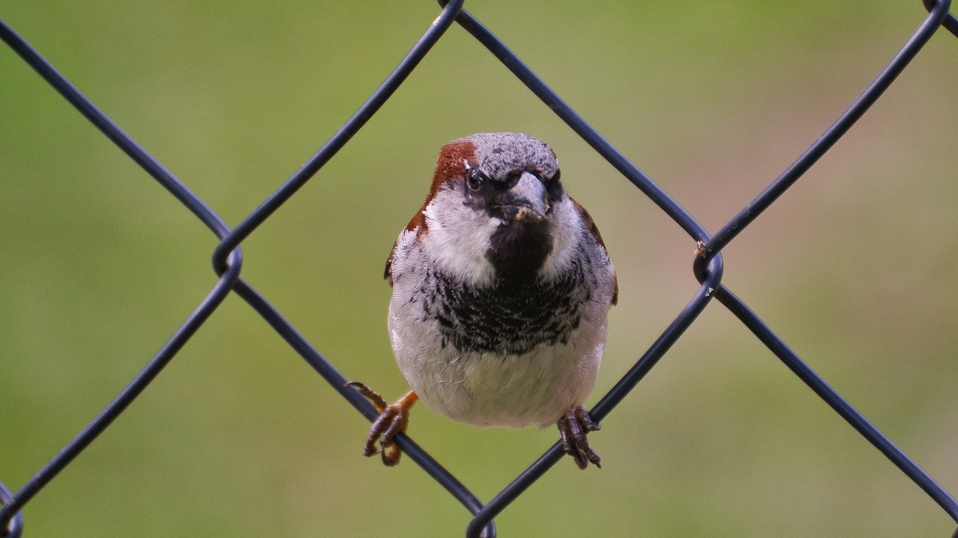 Stunde der Gartenvögel