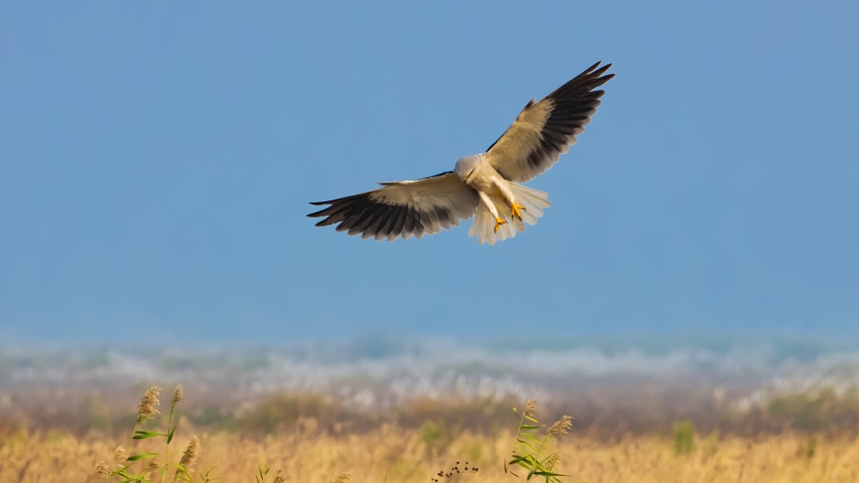 "Vom Tienschan in die Steppe"