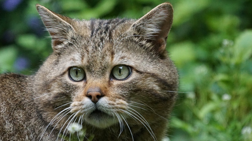 "Rückkehr auf leisen Pfoten"