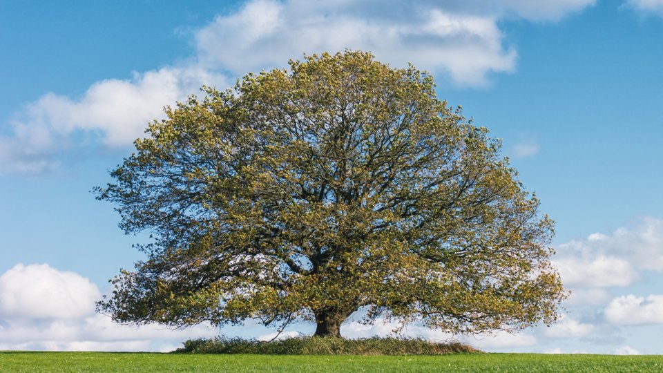"Deutschlands älteste Bäume"