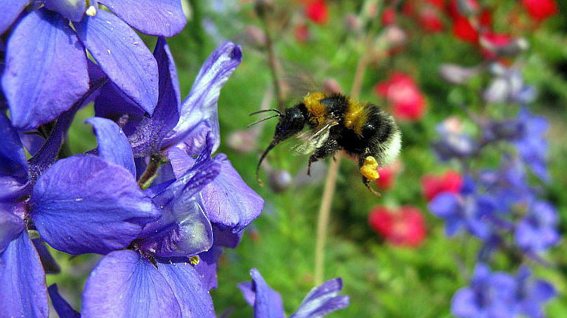 Abendexkursion: Großer Garten Dresden