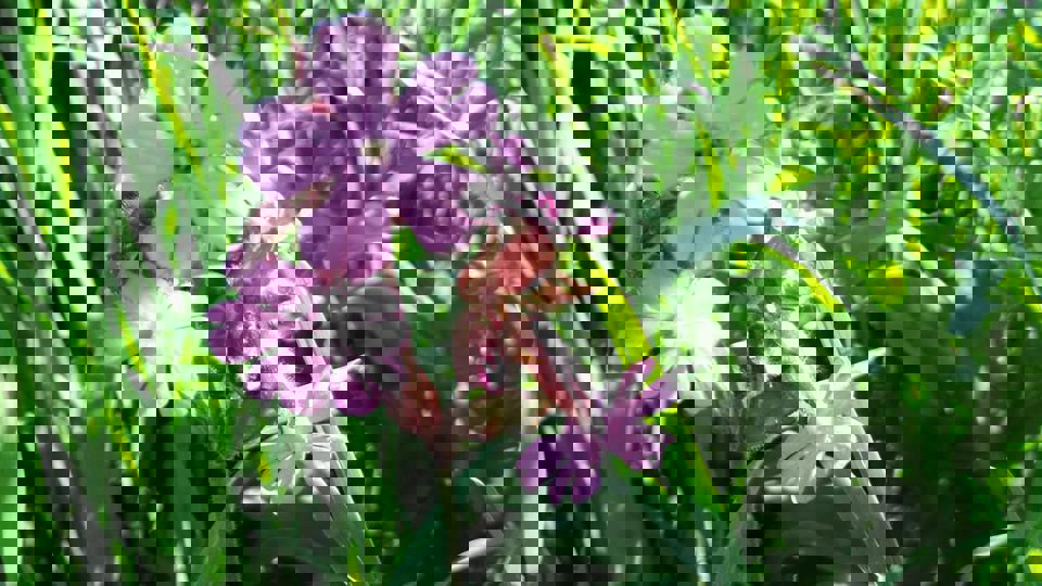 Vortrag mit Gartenführung Familie Nelkengewächse