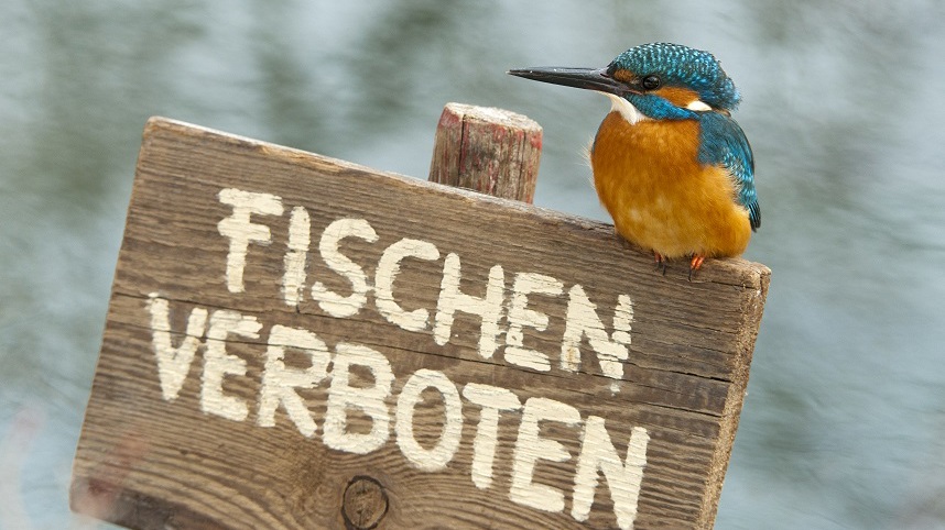 Vom Kleinen mit dem dicken Kopf - Einblicke in die Lebensweise des Eisvogels