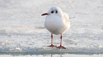 Halbtagsexkursion (Wasservogelzählung) von der Niederwarthaer Elbbrücke bis Kötitz