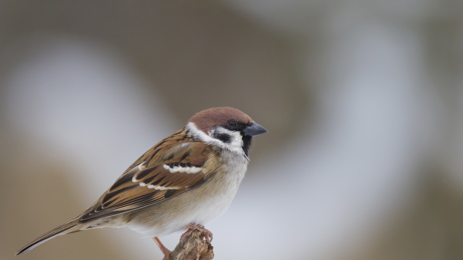 Vogelstimmenwanderung in den Moritzburger Wald