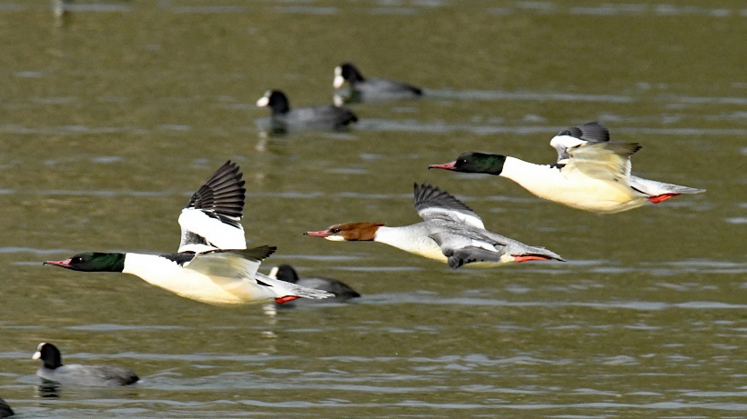 Wasservogelzählung von der Niederwarthaer Elbbrücke bis Kötitz