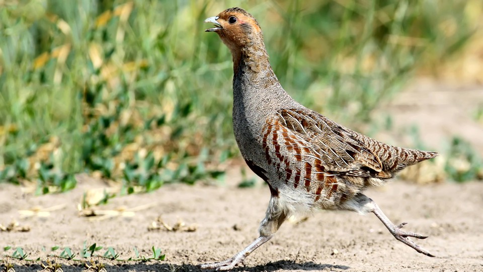 Vogel des Jahres 2026