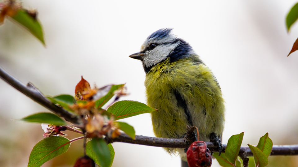 Stunde der Gartenvögel