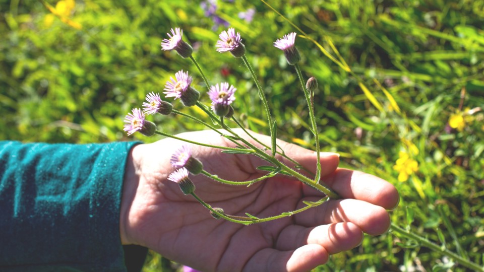 Botanischer Spaziergang