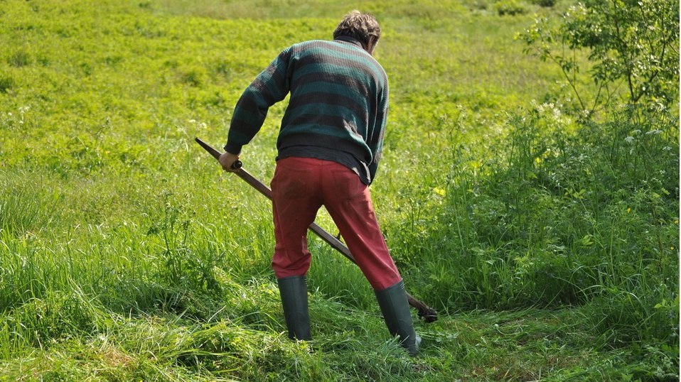 Pflegeeinsatz Gneupel-Teich