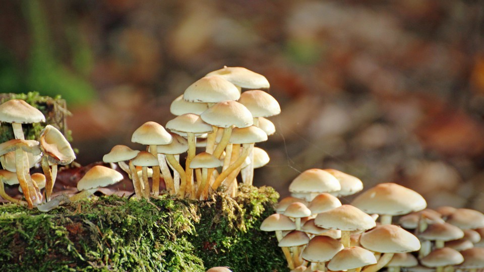 Pilzexkursion bei Mühltroff