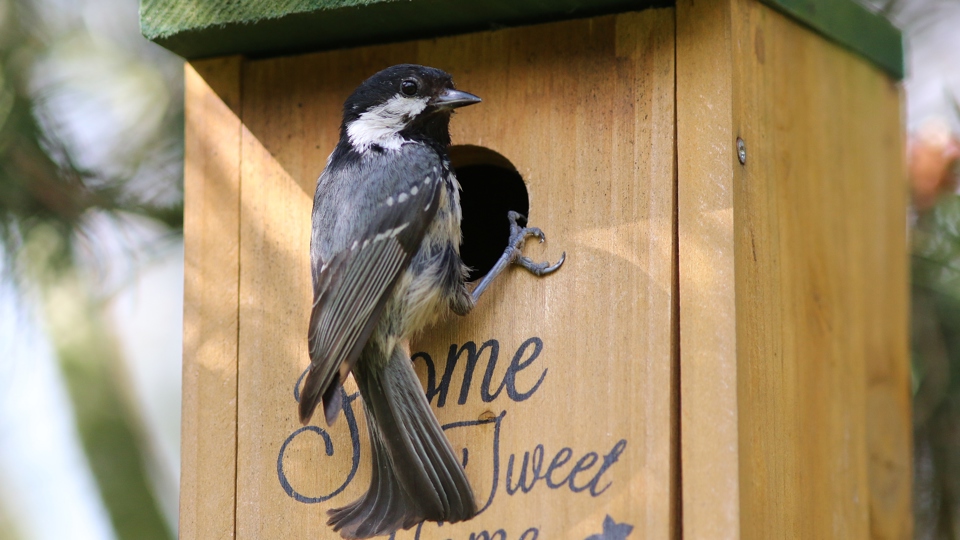 Aktion „Max Meise“ Nistkastenbau für Groß und Klein